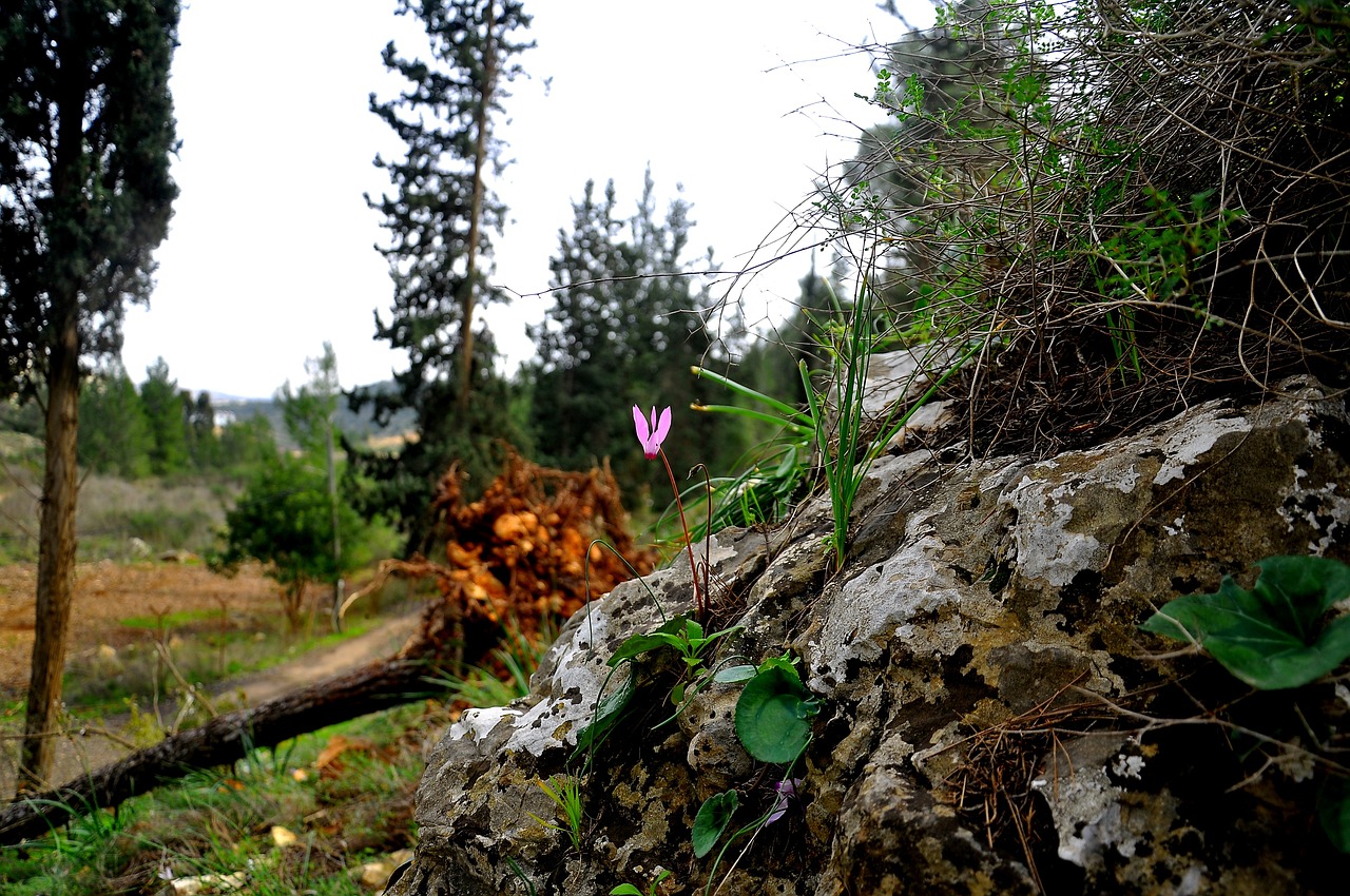 Ciclamino selvatico fiorito nel suo habitat naturale, evidenziando la bellezza della flora autoctona.