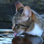 Gatto che osserva l'acqua con espressione curiosa e diffidente.
