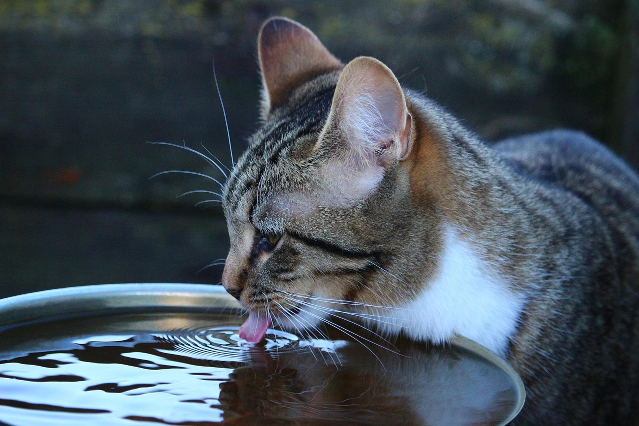 Gatto che osserva l'acqua con espressione curiosa e diffidente.