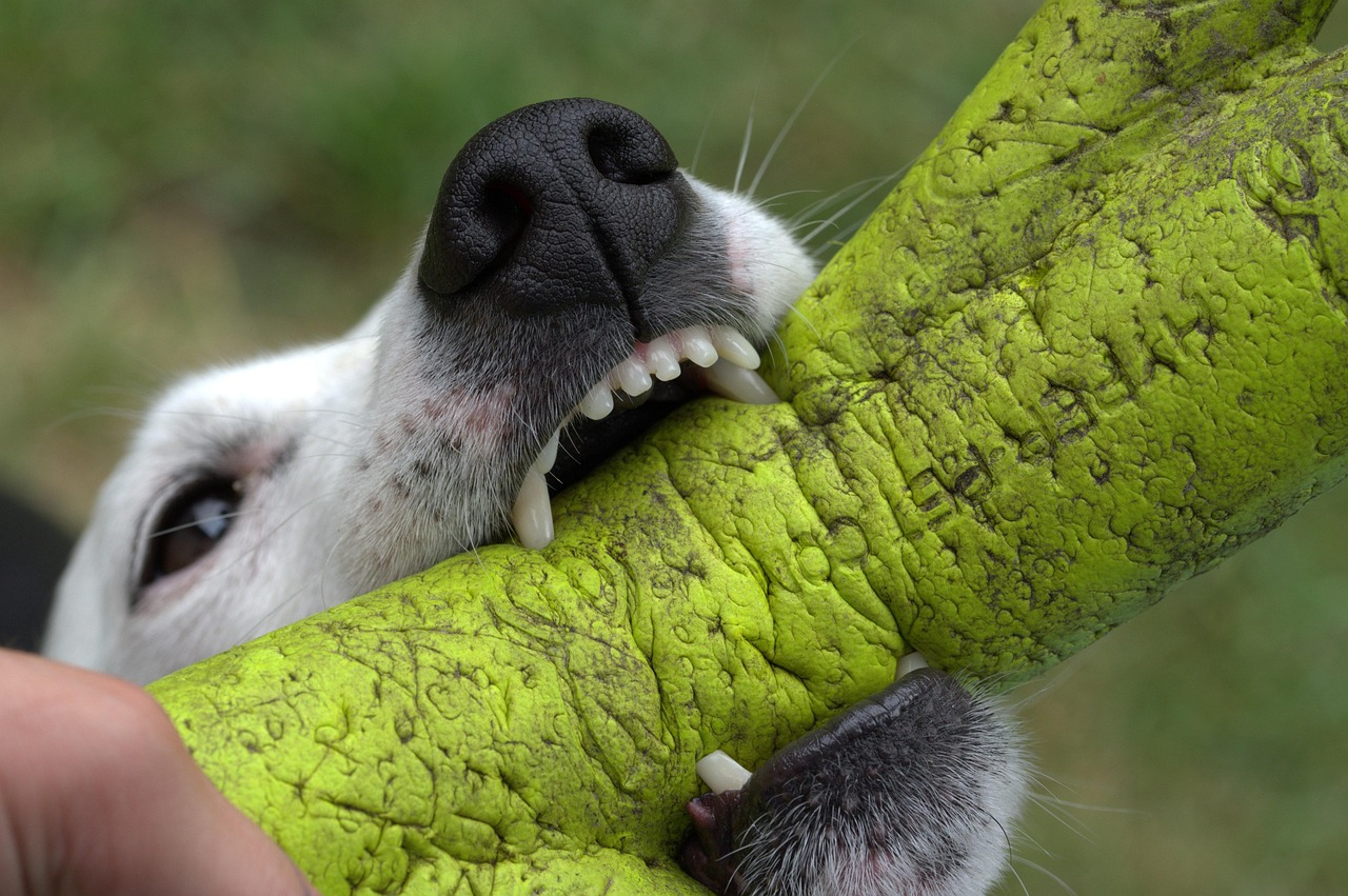 Cane che porta un giocattolo al padrone, simbolo di affetto e comunicazione.