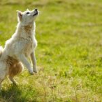 Cane che mostra comportamenti curiosi, simbolo di comunicazione e linguaggio canino.