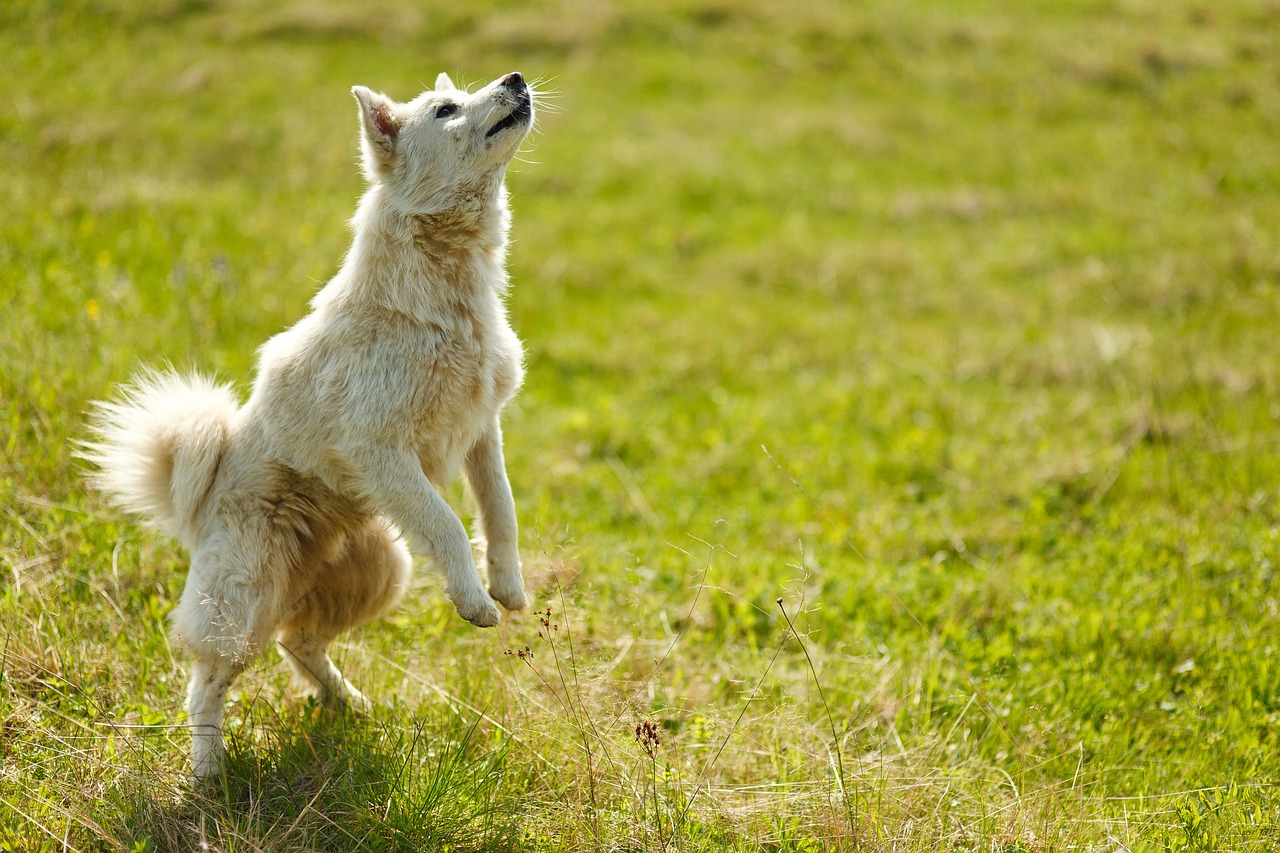 Cane che mostra comportamenti curiosi, simbolo di comunicazione e linguaggio canino.