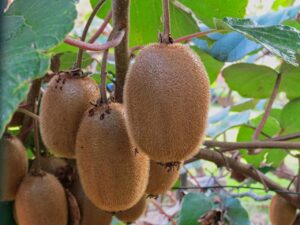 Due piante di kiwi in giardino, illustrate per mostrare la necessità della fertilizzazione incrociata.