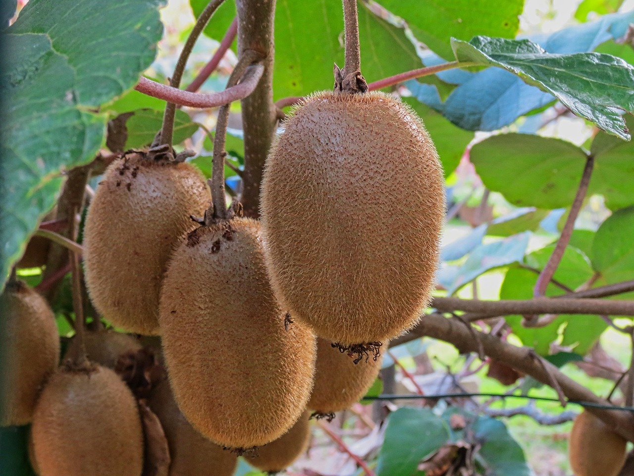 Due piante di kiwi in giardino, illustrate per mostrare la necessità della fertilizzazione incrociata.