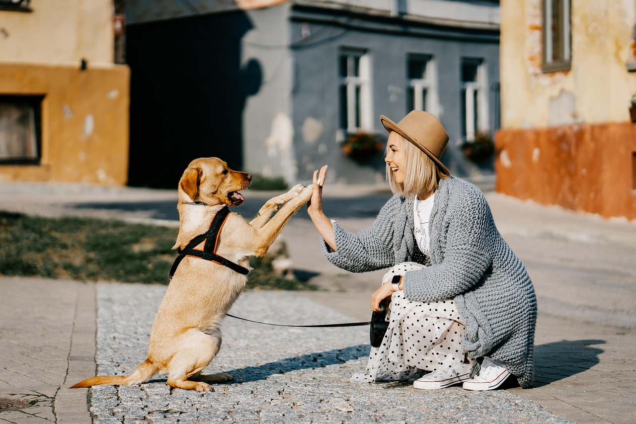 Cane che esegue comandi di addestramento di base, come seduto e resta, in un ambiente all'aperto.