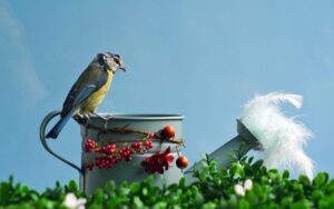 Uccellino su una gabbia con una ciotola d'acqua vuota, simbolo di disidratazione.
