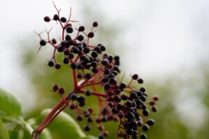 Bacche di sambuco nere su un ramo, evidenziando il pericolo di mangiarle crude.