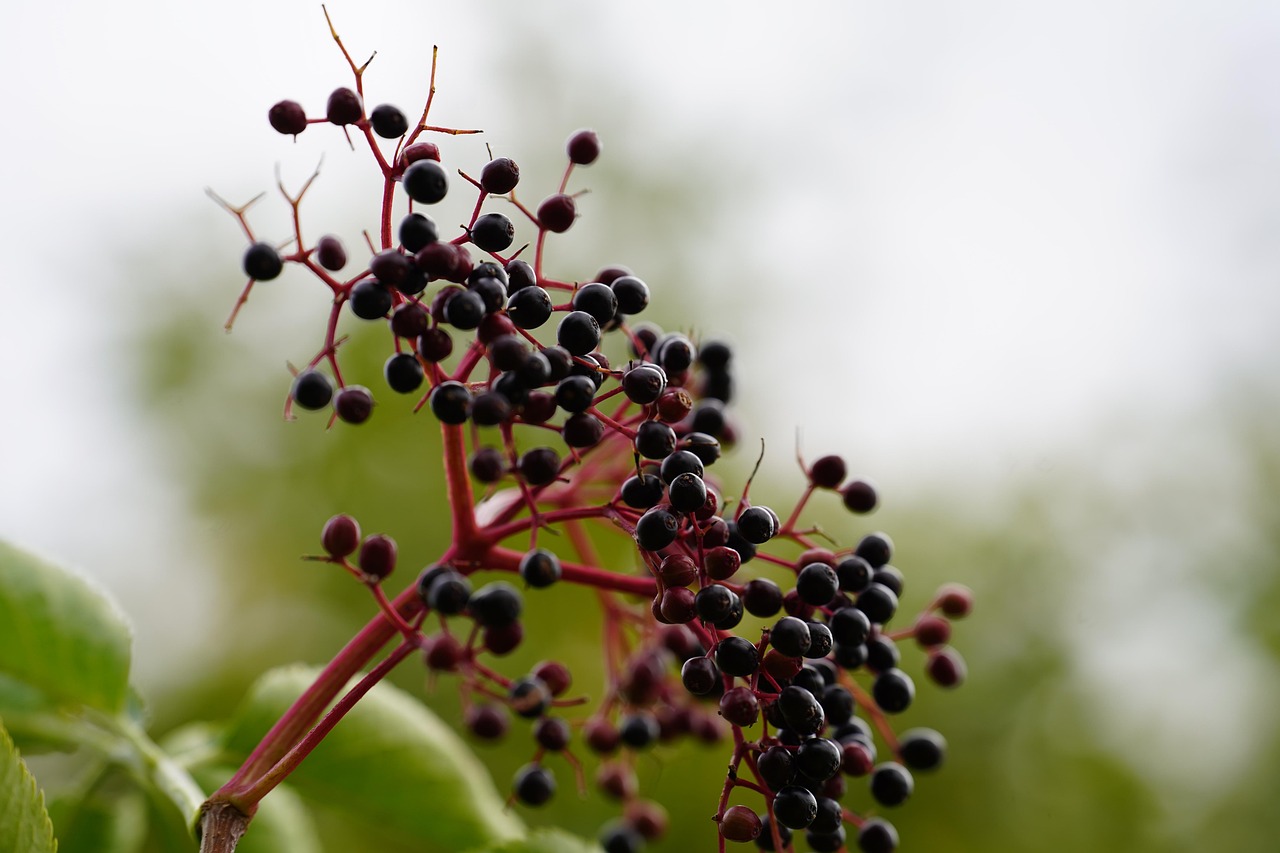 Bacche di sambuco nere su un ramo, evidenziando il pericolo di mangiarle crude.