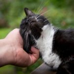 Due gatti e un umano che giocano insieme, simboleggiando il legame affettivo tra specie.