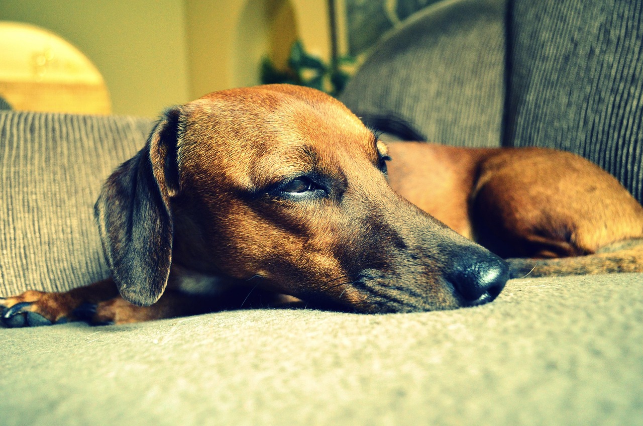Cane sdraiato vicino al proprietario, esprimendo affetto e fiducia.