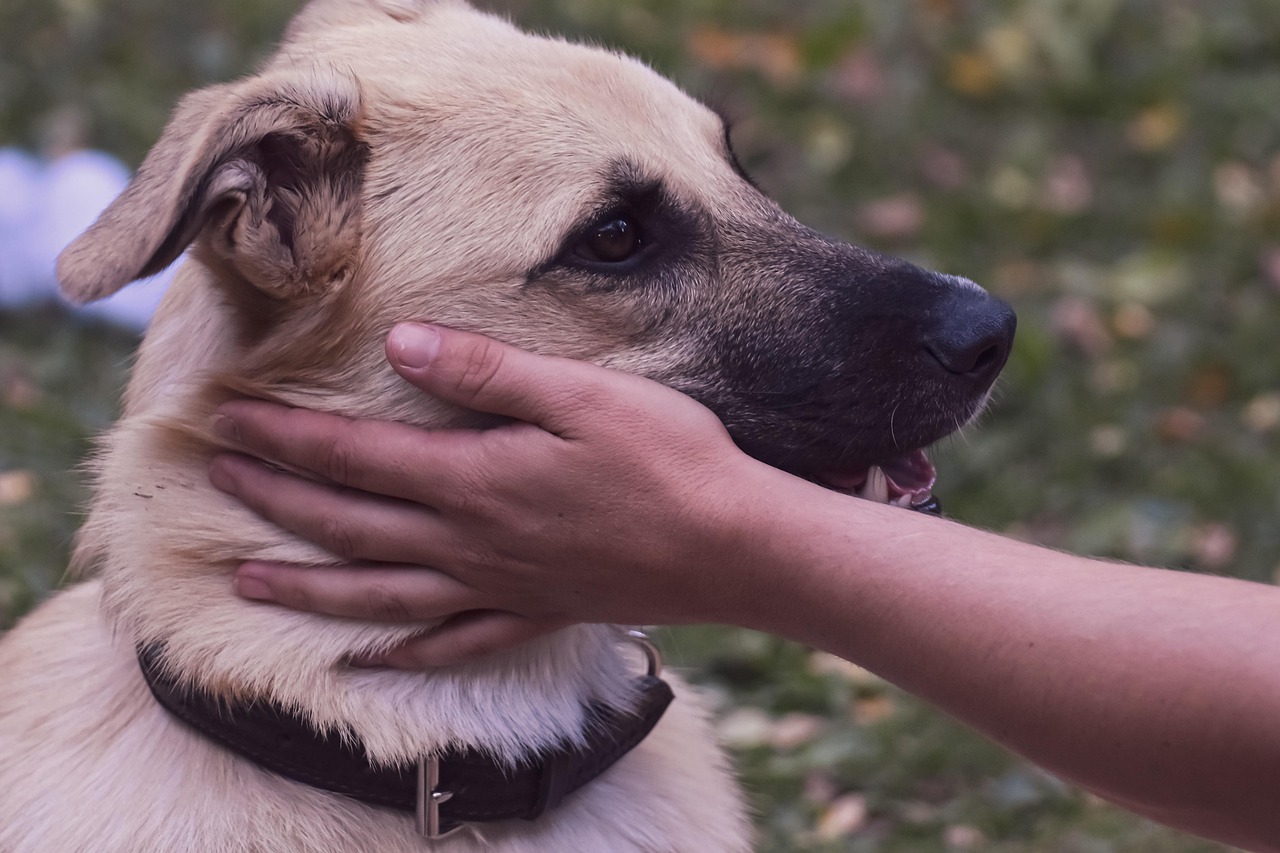 Cane felice che gioca con il suo proprietario, simbolo di affetto e legame speciale tra uomo e animale.